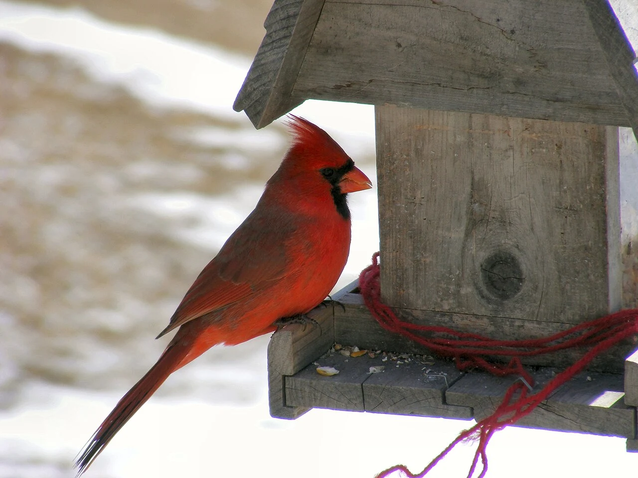 A male northern cardinal at a backyard bird feeder