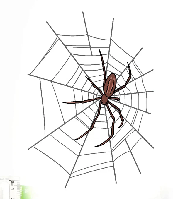 Spider web drawing with a spider