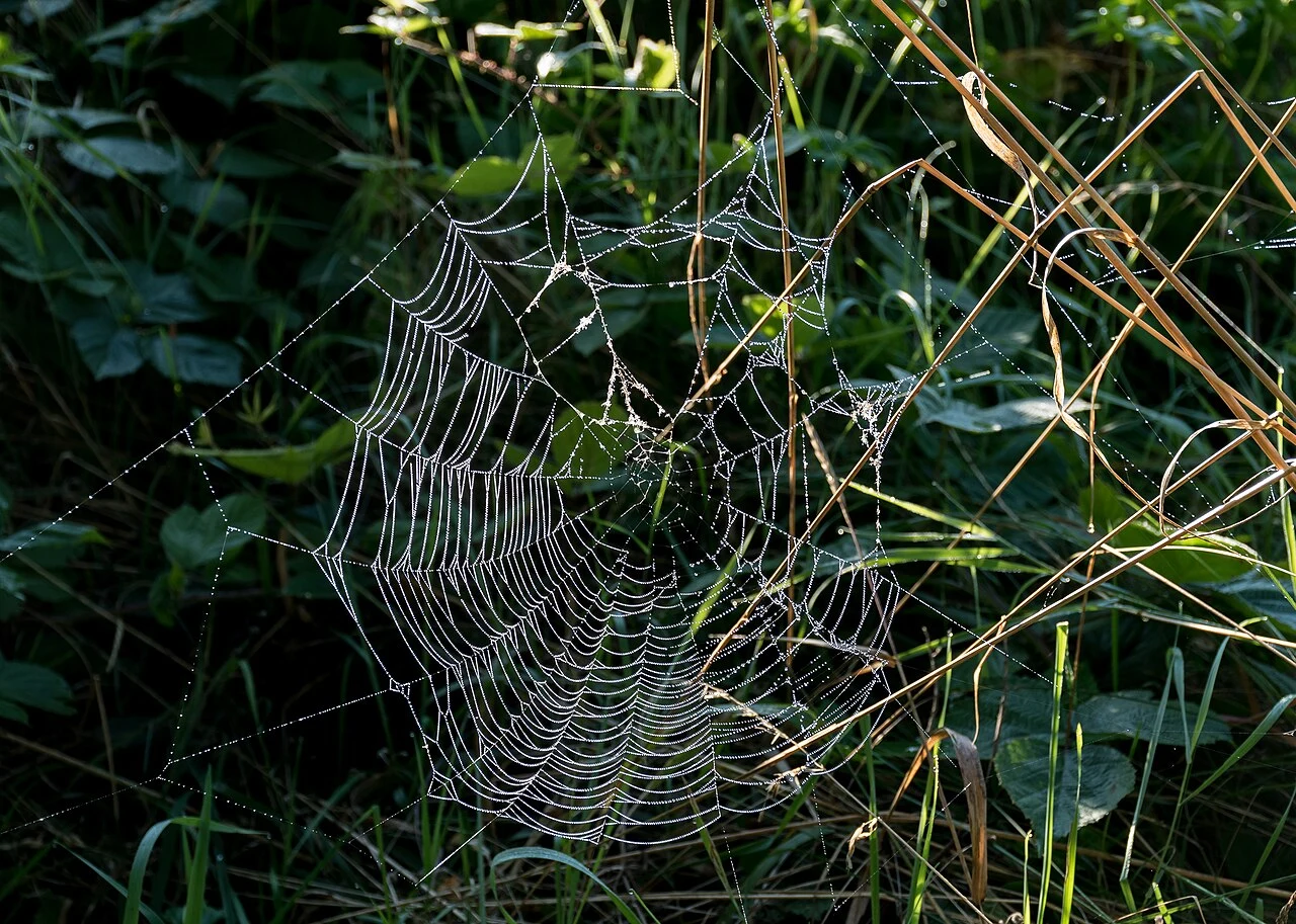 Real orb web covered in dew drops