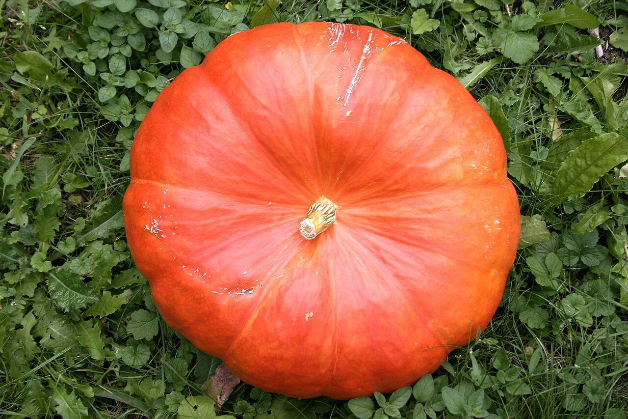 A real orange pumpkin, reference for drawing